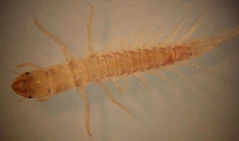 Sialis cf fuliginosa larva 1.jpg