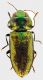 antaxia-foen-VII-2011.jpg