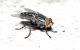 mosca.jpg
