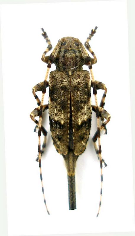 Acanthocinus reticulatus female_Campigna_ 031.jpg