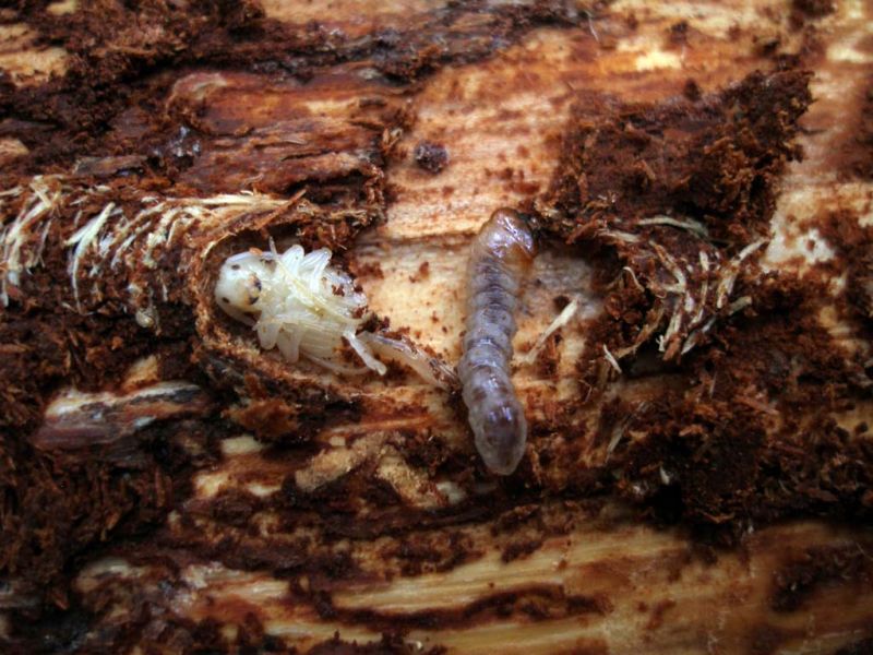 Acanthocinus reticulatus larva e Rhagium.jpg
