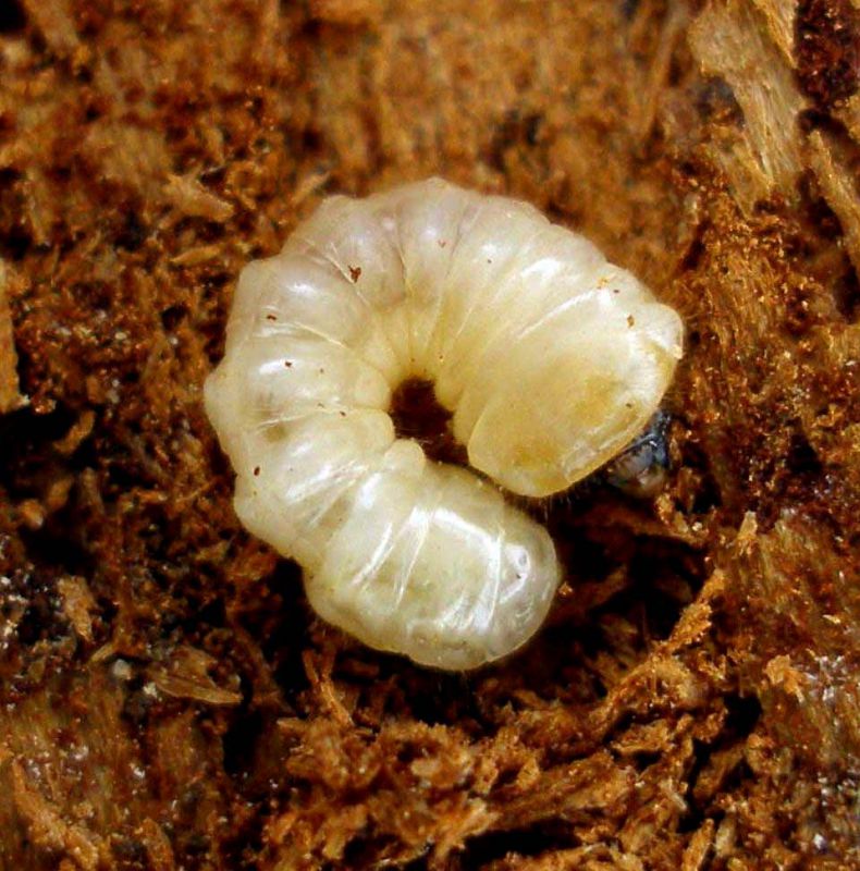 Acanthocinus reticulatus Campigna_larva_ 021.jpg