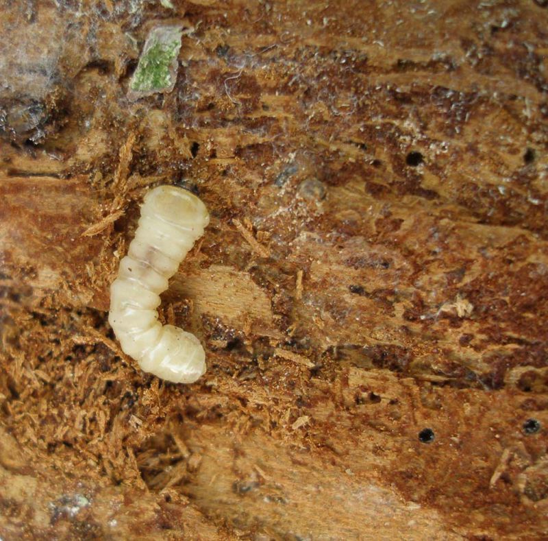 Acanthocinus reticulatus Campigna_larva_015.jpg