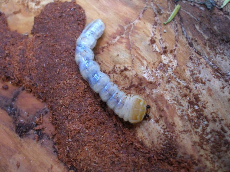 Morimus asper larva Campigna 10 agosto 2011 087.jpg