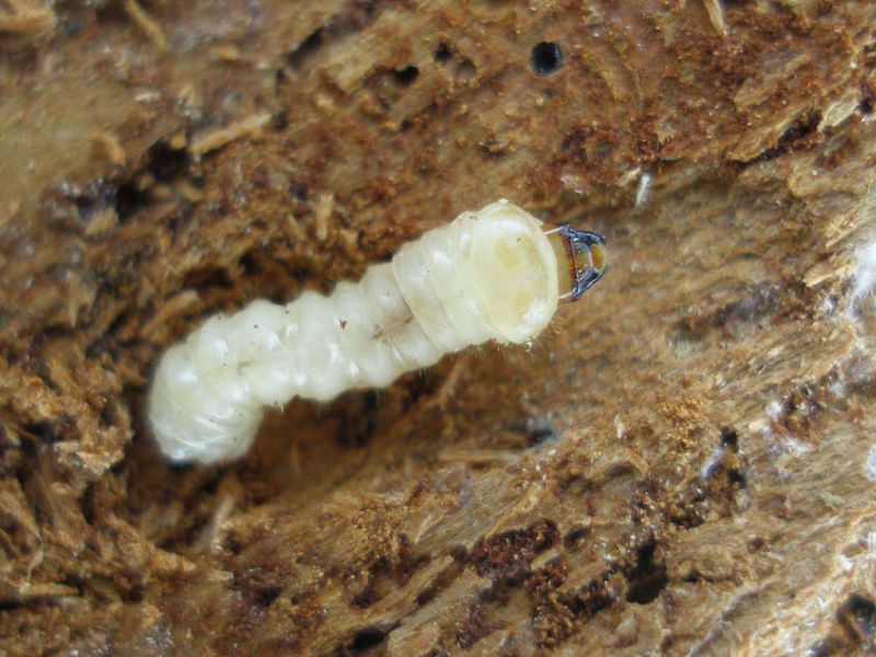 Acanthocinus reticulatus Campigna_larva_ 018.jpg