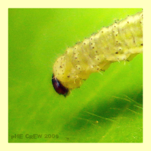 larva.JPG