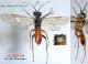 Z6 n° 3339 T. (Tenthredella) ferruginea  M - Forum.jpg