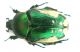 Netocia (Potosia) trojana_Kuskun Kiran 013.jpg