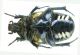 Netocia (Potosia) trojana_Kuskun Kiran 025.jpg