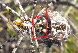 Argiope.jpg