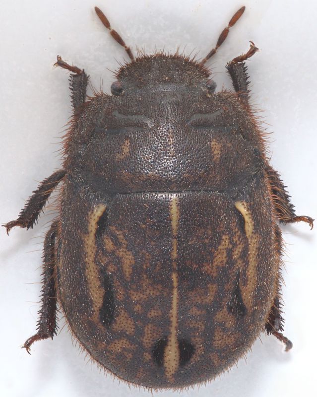 Scutelleridae-xweb.jpg