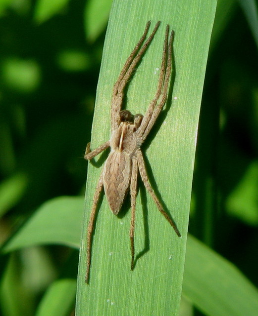 Araneae- Pisauridae- Pisaura mirabilis-IMG_14321-18 04 09.jpg