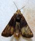Mesoligia furuncula ([Denis & Schiffermüller], 1775).jpg