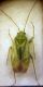 Orthotylus flavosparsus.JPG