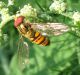 Syrphidae- Episyrphus balteatus maschio-IMG_7458-15 10 08.jpg
