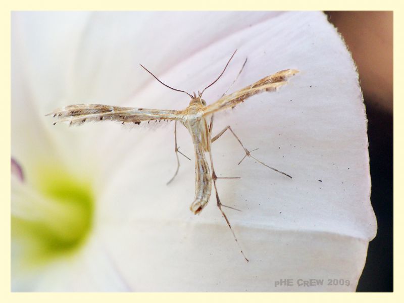 Pterophoridae 1.JPG