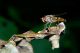 sirfide-28-8-2011-foen.jpg