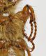 Amphimallon-particolare.jpg