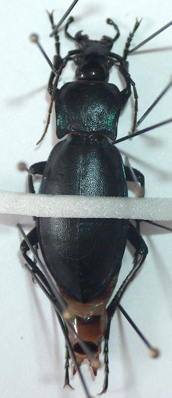 carabus_001.jpg