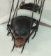 carabus_003.jpg