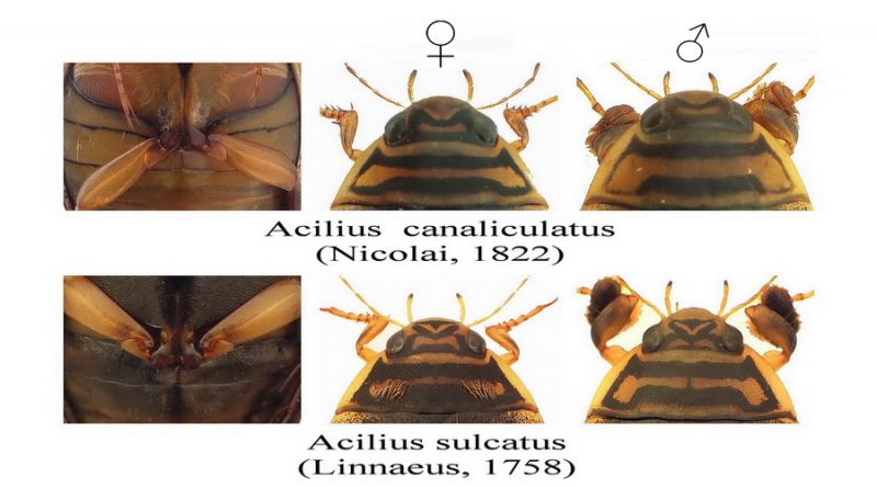 A.canaliculatus vs. A.sulcatus.jpg