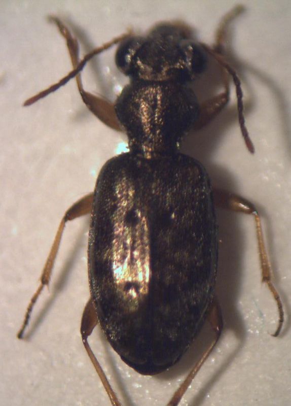 Copia di Asaphidion flavipes.jpg