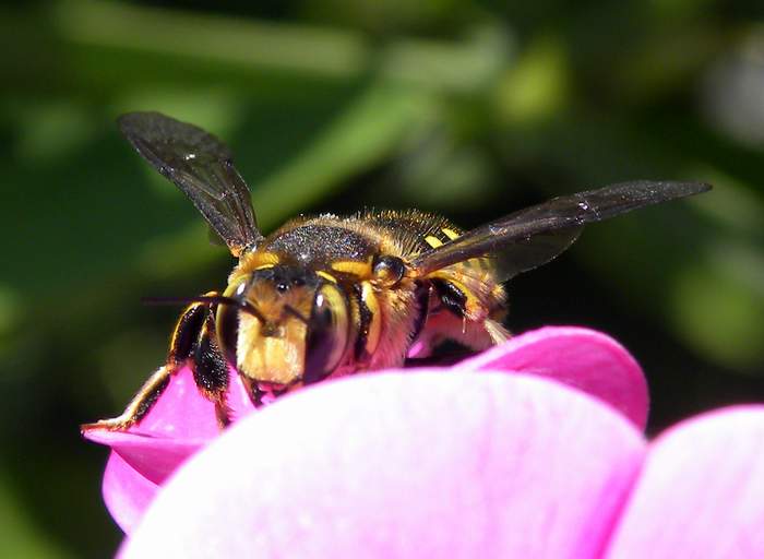 Anthidium sp. Alberoni 22-VI-2011_03.jpg