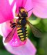 Anthidium sp. Alberoni 22-VI-2011_04.jpg