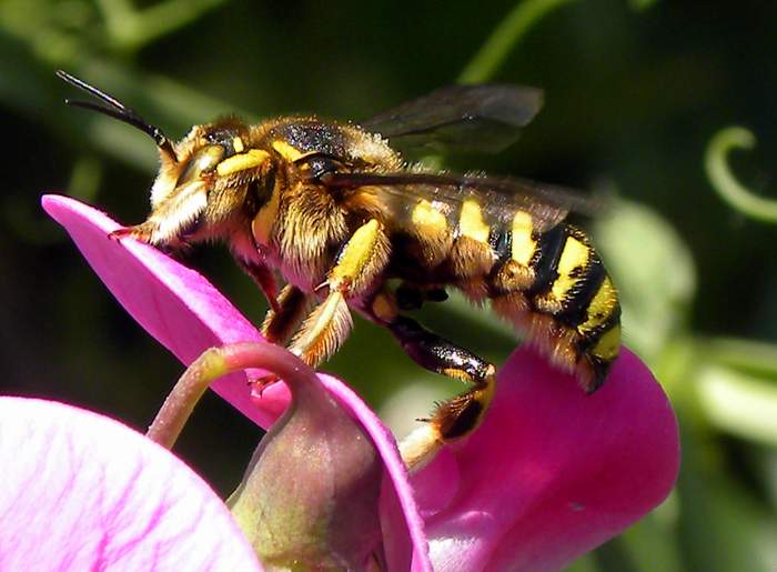 Anthidium sp. Alberoni 22-VI-2011_05.jpg