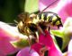 Anthidium sp. Alberoni 22-VI-2011_06.jpg