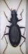 Nebria 1.jpg