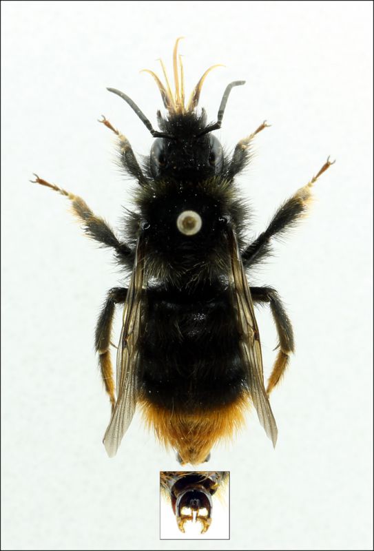 B. (Psithyrus) rupestris - male forum.jpg