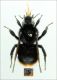 B. (Psithyrus) rupestris - female forum.jpg