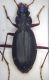 Nebria 3.jpg