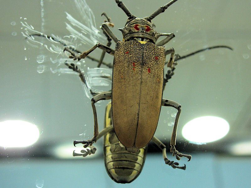 Batocera rufomaculata 16.09.2010 Haifa.JPG