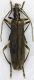 Oedemeride.jpg