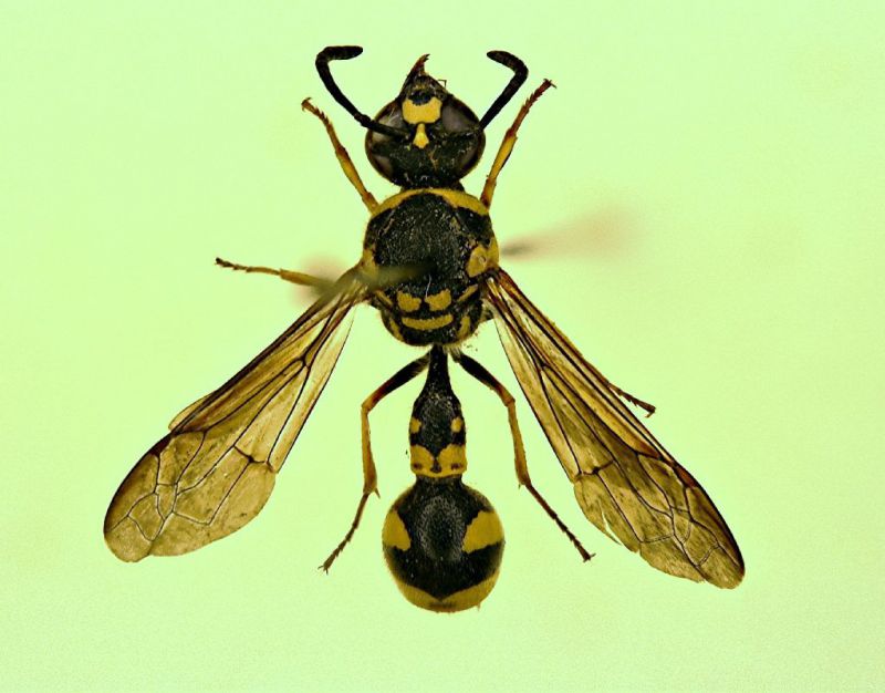 Eumenidae 02.JPG