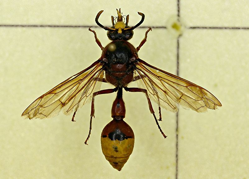 Eumenidae 01.JPG