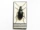 (Agonum atratum) 018.jpg