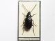 (agonum versutum) 017.jpg