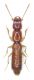 scotonumrid.jpg