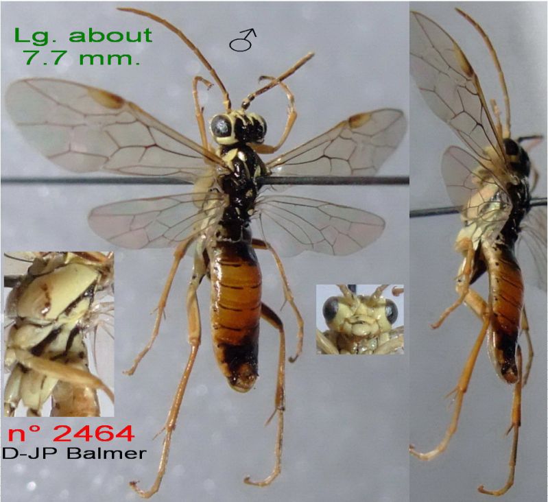 Z1 n° 2464 Aglaostigma discolor M - Forum.jpg