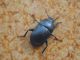 DSC00447.JPG