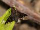 Bombyliidae - Exoprosopa jacchus20110629_186.jpg