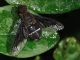 Bombyliidae -20110812_115.jpg