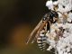 Vespidae - Polistes gallicus20110730_088.jpg