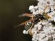 Vespidae - Polistes gallicus20110730_090.jpg
