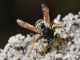 Vespidae - Polistes gallicus20110730_094.jpg