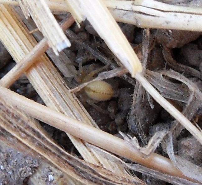 Cheiracanthium pelasgicum_Sito 1_22 luglio.JPG