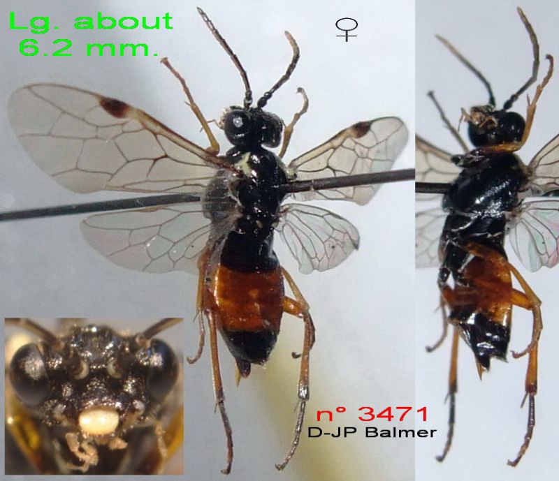 Z3 n° 3471 Aglaostigma aucupariae F - Forum.jpg